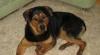 Ротвейлер 10 мес. в дар превью 812543.