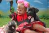 Превью Щенки породы Кане Корсо (Cane-Corso) Москва - 2