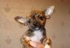 Чихуахуа превью 812927.