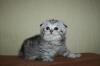 шотландские вислоухие котята кошечка шиншила превью 812937.