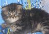 Шотландский вислоухий котенок, с родословной превью 813669.