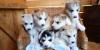 Сибирские Хаски - чистопородные щеночки превью 814481.