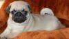 Очаровательные щенки мопса от 15000 руб превью 810538.