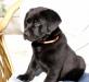 Черный лабрадор - осталась девочка превью 810580.