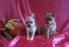 Чихуахуа гладкошерстные мини мальчик и девочки превью 815406.
