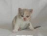 Превью Cattery Brilliant FieldxBY Санкт-Петербург - 2