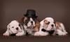 Английские бульдоги превью 810626.