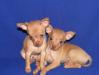 Щенки той-терьера микро и мини-размера превью 810691.