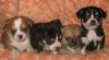 4 щенка чихуахуа превью 816091.