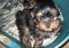 Щенки йорки мини стандарт превью 816114.