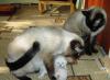 Котята тайские, скоро будет месяц как родились превью 816692.