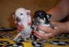 Замечательные щенки чихуахуа превью 817212.