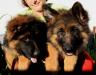 Щенки немецкой овчарки род. 17 апр. 2010г. продаю превью 817813.
