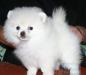 Шпиц. Щенки померанского и малого шпица превью 810834.