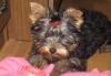 Продам  не дорого щенка йорка превью 818340.