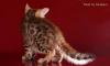 Бенгальские котята превью 818412.