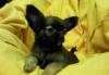 Продаются щенки д/ш чихуа-хуа превью 818450.