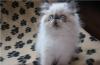 Персы  и экзоты  - котята превью 818484.
