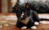 Котята - две изюминки счастья в хорошие руки превью 819924.