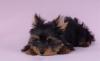Йоркширский терьер щенки превью 819957.