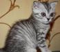 Британские клубные  котята г Ивантеевка превью 821802.