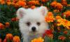 Шпиц-карликовая девочка-белоснежно-кремовая превью 821972.