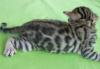 Красивые Бенгальские котята превью 822313.