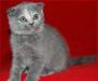 Скоттиш-фолд кошка превью 822685.