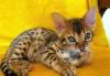 Бенгальские котята  летние цены превью 822737.