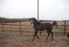 Лошадь на продажу превью 822918.