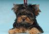Йоркширский терьер, девочка. Жизель превью 823044.