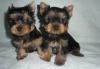 Щенки от привозного кобеля из Венгрии мини 2.5 мес превью 823179.