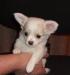 Чихуахуа    -   недорого  От 12  т.р превью 823274.