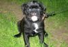 Продаются чёрные мопсята недорого превью 823418.