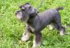 Щенки цвергшнауцера превью 823499.