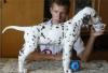Превью Щенки далматина в Гомеле,Беларусь Волгоград - 2