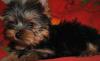 Йоркширский терьер превью 823815.