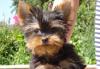 Щенки йоркширского терьера превью 824826.