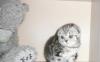 Превью Котята редкого окраса,шотландские фолд Пермь - 3