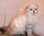 Превью Котята редкого окраса,шотландские фолд Пермь - 4