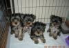 Продаются щенки йоркширского терьера превью 825002.