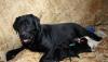 Щенки лабрадора превью 825195.
