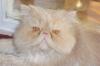 Персидский кот приглашает на вязку превью 825311.