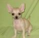 Чихуахуа щенки превью 825919.