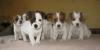 Джек рассел терьер - великолепные щенки превью 826462.