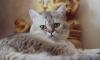 Британские котята -золотые и серебристые шиншиллы превью 826493.