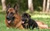 Элитные немецкие овчарки щенки от Чемпионов превью 827008.