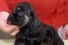 Щенок  амер. кокер-спаниеля, 2мес., родосл превью 827353.