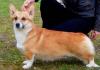 Вельш корги щенки превью 827545.