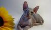Голорожденные котята донского сфинкса превью 820816.
